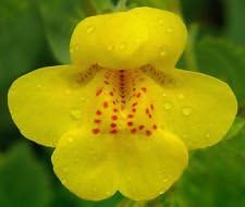 Yellow Mimulus Flower Seeds for Planting 100 seeds for planting in home garden