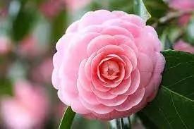 Camellia Pink White Flower Seeds for Planting - NON GMO Seeds Dhara Seeds