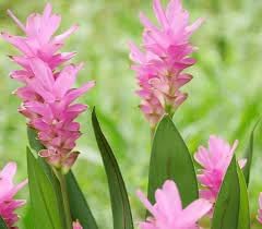 Curcuma Flower Seeds for Planting 100 pcs for planting in your garden.
