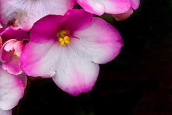 Organic Pink White African Violet Flower Seeds for Planting – Heirloom, Non-GMO seeds for planting in home garden