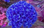 Blue Cockscomb Planting Seeds - Non-GMO, Heirloom Flower for planting in home garden