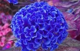 Blue Cockscomb Planting Seeds - Non-GMO, Heirloom Flower for planting in home garden