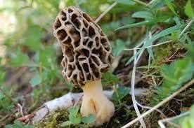 Morel Mushroom Seeds for Planting, Brown