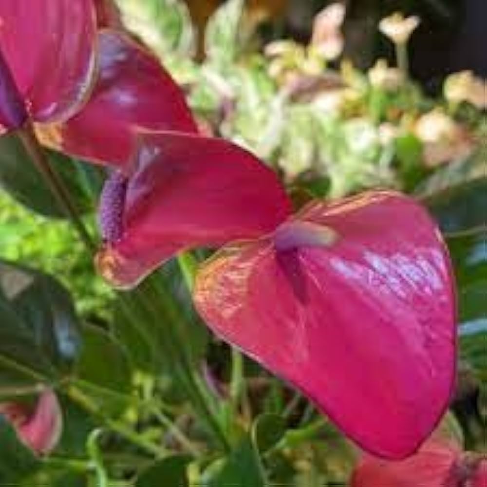 Anthurium (Anthurium spp.) green-pink for planting in indoor pots