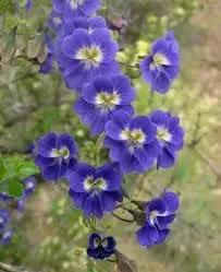 Blue Hanging Nasturtium Flower Seeds for Planting - Heirloom seeds for Home Garden, GMO Free Dhara Seeds