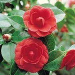 Organic Camellia Japonica Flower Seeds for Planting – Heirloom, Non-GMO for planting in your garden.