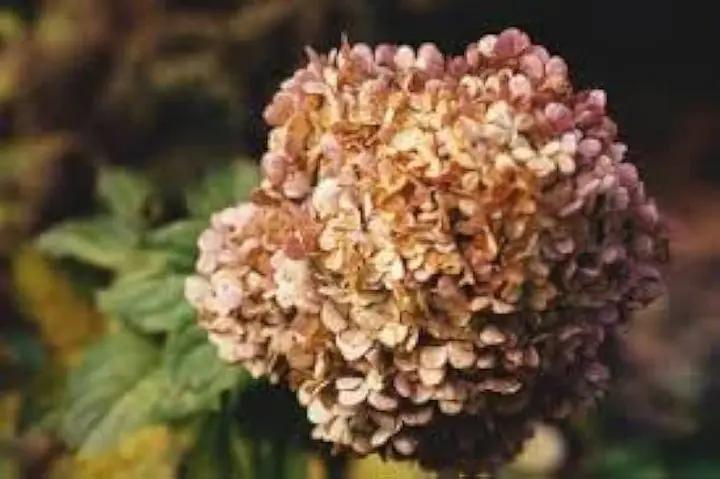 Hydrangea Flower Seeds Brown for Planting, NON GMO Seeds Dhara Seeds