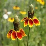 Mexican Hat Wildflower Seeds for Planting - NON GMO Seeds Dhara Seeds
