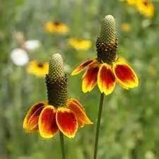 Mexican Hat Wildflower Seeds for Planting - NON GMO Seeds Dhara Seeds