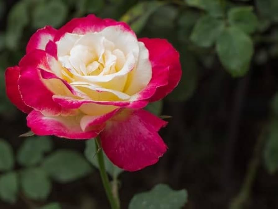 Rose Rosa Hybrida White Blood Flower Seeds for Planting – Suitable for Home Garden and Decorative Borders