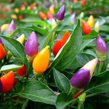 Mixed Chili Pepper Seeds for Planting