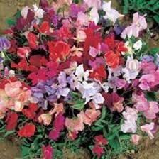 Sweet Pea Cupid Flower Seeds – Heirloom Non-GMO Seeds for Fragrant and Compact Garden Planting - Pea for planting in home garden