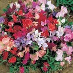 Sweet Pea Cupid Flower Seeds – Heirloom Non-GMO Seeds for Fragrant and Compact Garden Planting - Pea for planting in home garden
