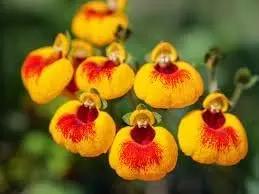 Yellow & Red Calceolaria Uniflora Flower Seeds for Planting - NON GMO Seeds Dhara Seeds