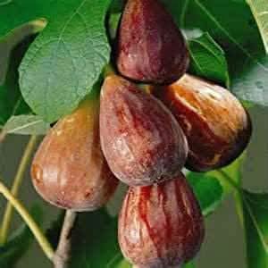 Brown Turkish Fruit Seeds - Ideal for Growing Unique Turkish Fruits