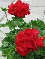 Geranium Deep Red Flower Seeds for Garden Planting - NON GMO Seeds Dhara Seeds