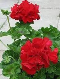 Geranium Deep Red Flower Seeds for Garden Planting - NON GMO Seeds Dhara Seeds