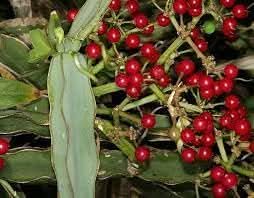 Cissus Fruit Seeds - Hardy Vining Plant for Growing Tropical Fruits