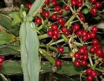 Cissus tropical vine fruit seeds