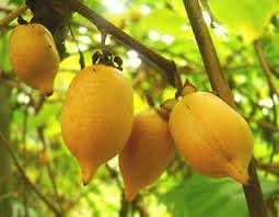 Actinidia Polygama Fruit Seeds for Cultivation – Grow Natural Fruits at your Home Backyard Orchid
