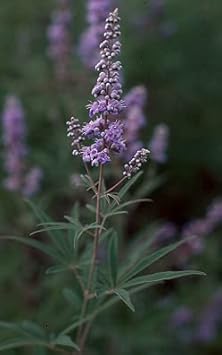 Purple Angus Castus Flower Seeds for Planting - 100