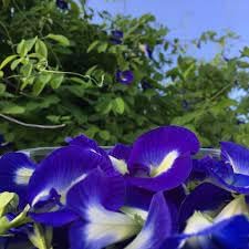 Clitoria Ternatea Flower Seeds for Planting - 100 pcs