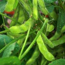 Edamame Heirloom Non Gmo Image