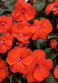 Orange Impatiens Flower Seeds for Planting - 100