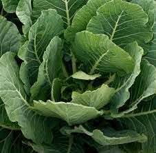 Collard Greens Brassica oleracea seeds for garden planting