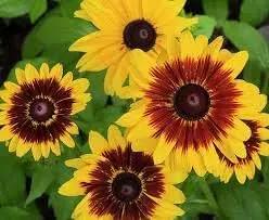 Cutleaf Coneflower Seeds for Planting - Heirloom & Non-GMO Garden Seeds, Beautiful Blooms Dhara Seeds
