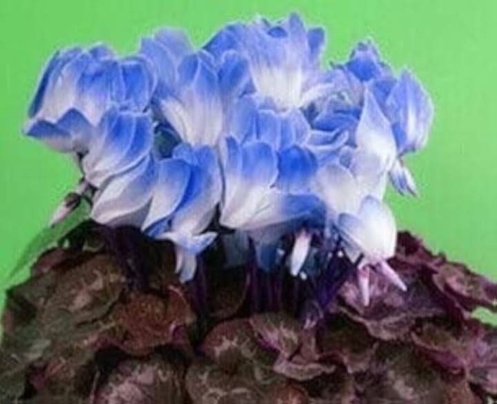 Blue White Cyclamen Flower Seeds for Planting - NON GMO Seeds