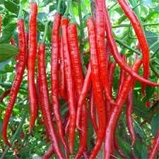Chilli Seeds for Gardening
