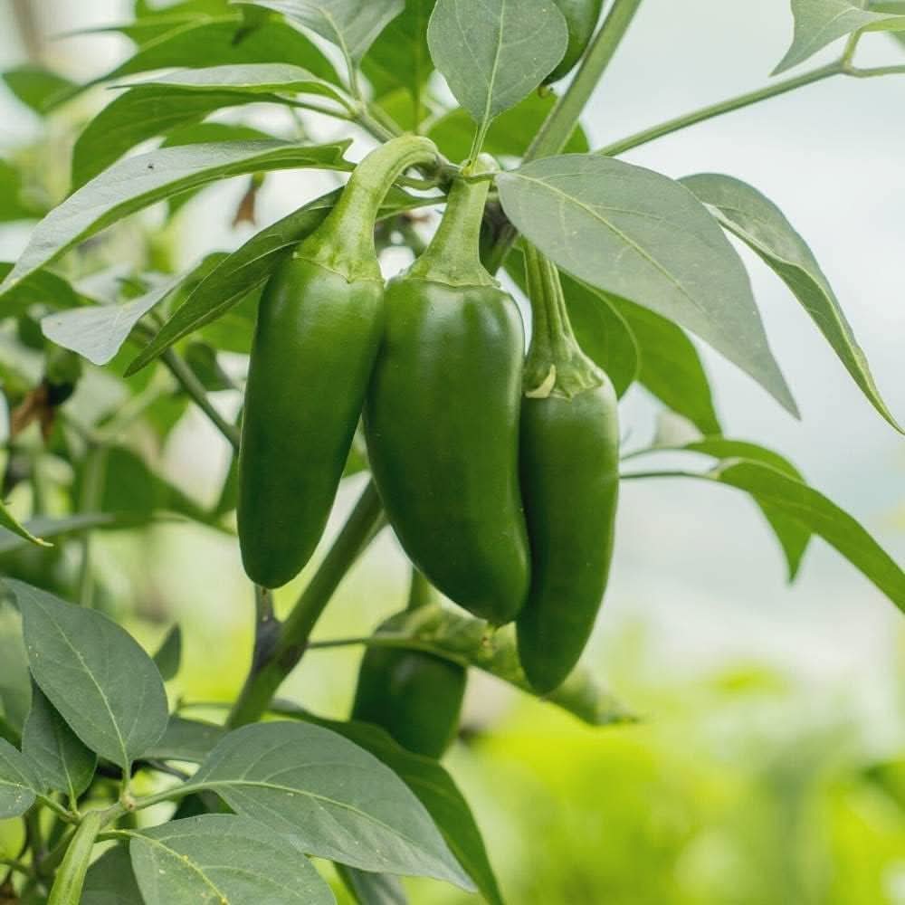 Jalapeno Seeds for Planting