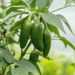 Jalapeño Capsicum annuum seeds for garden planting