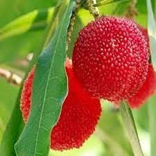 Waxberry Myrica rubra seeds for planting in home garden