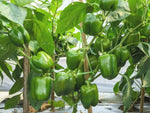 Capsicum Capsicum spp. seeds for garden planting
