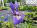Japanese Iris Flower Seeds for Planting - NON GMO Seeds Dhara Seeds