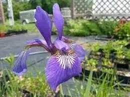 Japanese Iris Flower Seeds for Planting - NON GMO Seeds Dhara Seeds