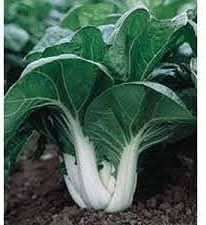 Dwarf Pak Choi Vegetable Seeds for Planting heirloom & Non-GMO Seeds