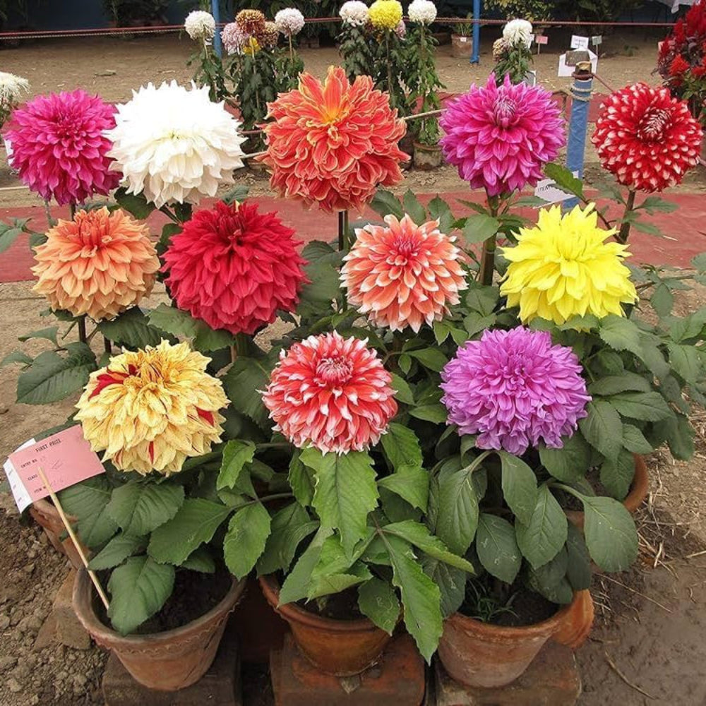 Tomo Pilot Dahlia Easy-Grow Flower Seeds