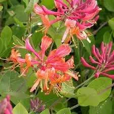 Honeysuckle Vine Seeds for Planting - NON GMO Seeds Dhara Seeds