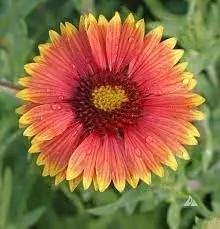 Indian Blanket Wildflower Seeds for Planting - NON GMO Seeds Dhara Seeds