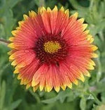 Indian Blanket Wildflower Seeds for Planting - NON GMO Seeds for planting in home garden