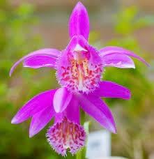 Tongariro Hardy Flower Seeds for Planting - 100 pcs for planting in your garden.