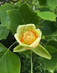 Flower (Flower scientific name) for planting in garden