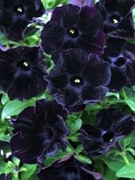 Rugosa Rose Heirloom Non-GMO Seeds for Planting - Rose for planting in home garden