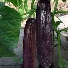 Black Cucumber Vegetable Seeds for Planting, heirloom & Non-GMO Seeds