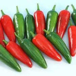 Jalapeño Capsicum annuum seeds for garden planting