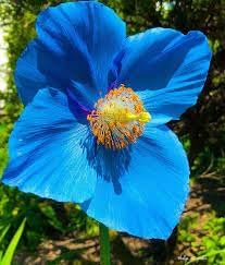 Himalayan Flower Seeds for Planting - 100 seeds for planting in home garden