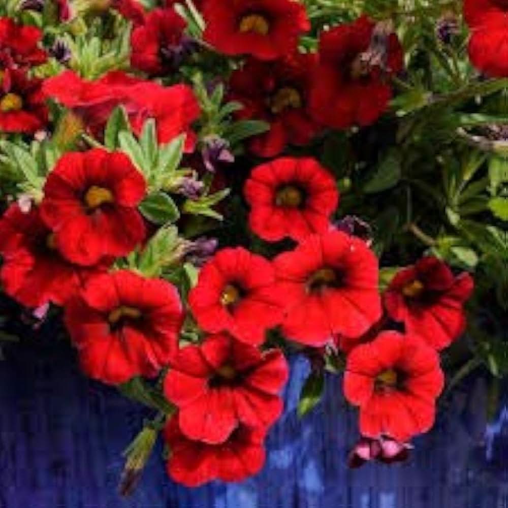 Crimson Red Calibrachoa Petunia Seeds